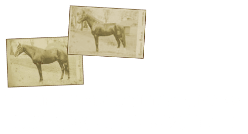 BCHS_Header_Logo_White Text Stacked